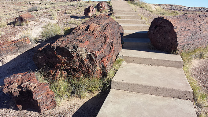 PetrifiedForrest